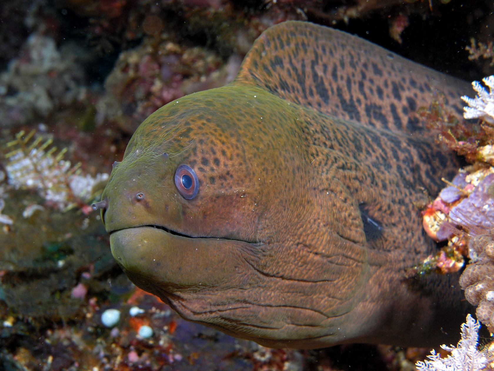 Image of a Moray Eel